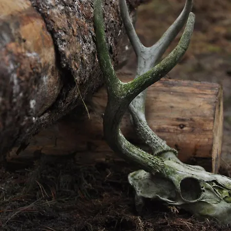 Log-house Wildernest Brande