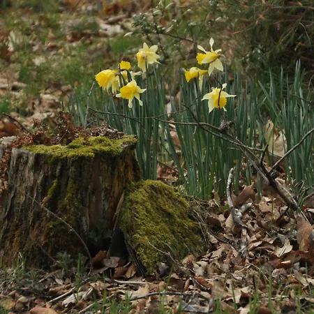 Feriehus Log-house Wildernest *